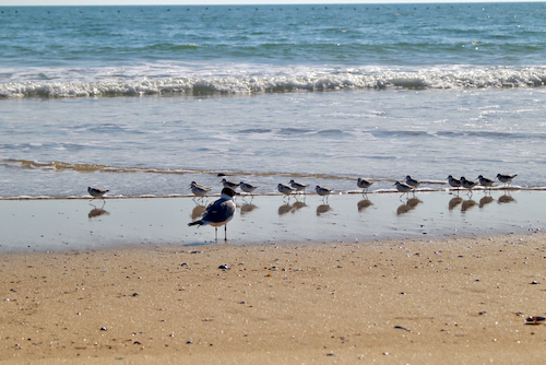 a lone laughing gull and sandpiper birds along the shoreline. blue ocean water and a sandy beach littered with shells
