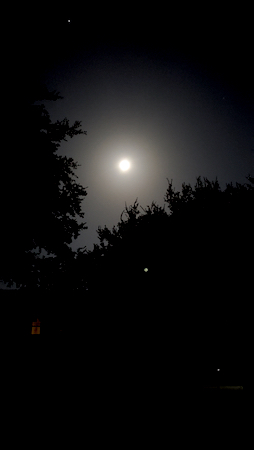picture of a moon in background in pitch black with the outlines of tree branches and leaves in the foreground. 