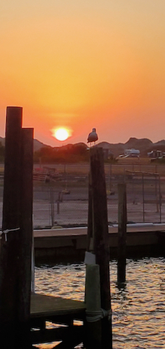 sunrise with a seagull sitting in shadow on a piling at the marina